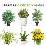 Seis plantas de interior que limpian el ambiente #infografía #mobiliario #plantas