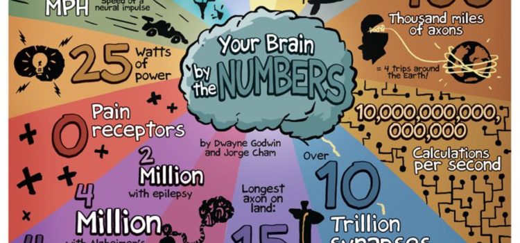 Tu cerebro en números #infografia #infographic #health
