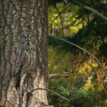 Camouflage Wildlife Photography #design #photography