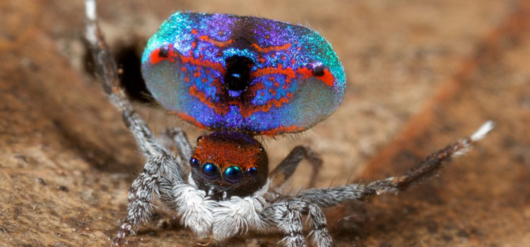 Beautiful Australian Peacock Spiders #naturaleza #fotografia
