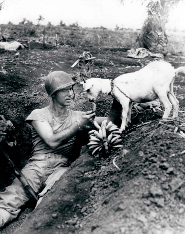 Soldado da de comer a una cabra durante la Segunda Guerra Mundial en 1944