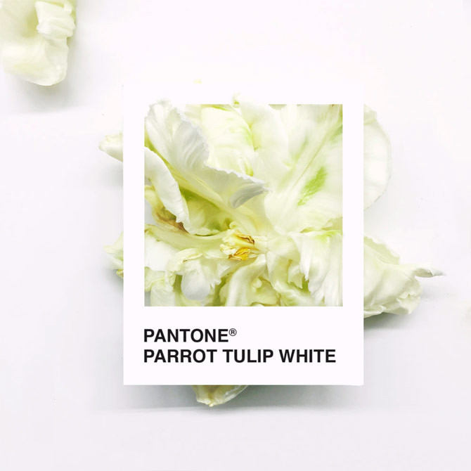 Pantone Flowers, una paleta de colores hecha con flores