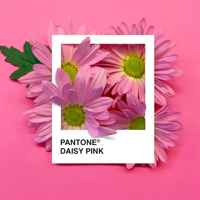 Pantone Flowers, una paleta de colores hecha con flores