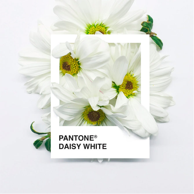 Pantone Flowers, una paleta de colores hecha con flores