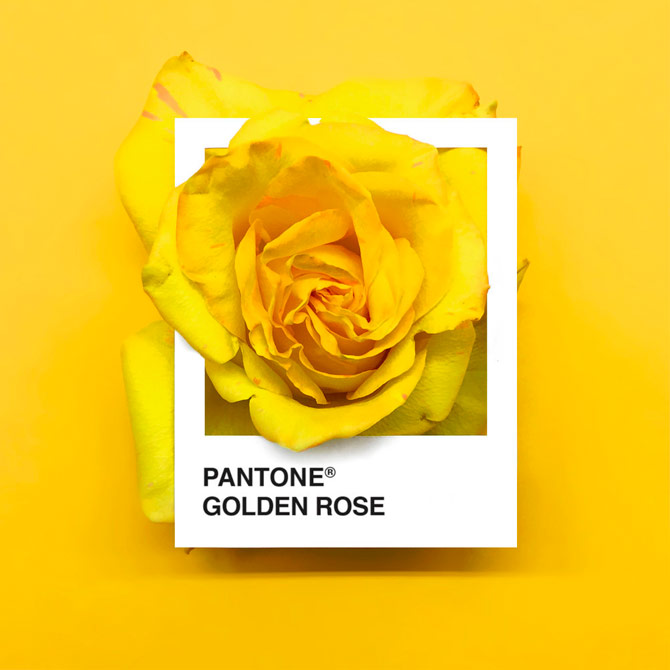 Pantone Flowers, una paleta de colores hecha con flores