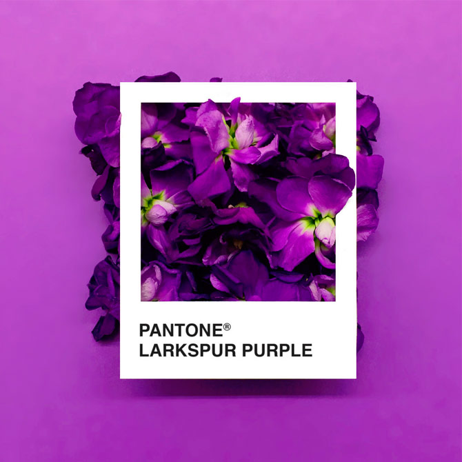 Pantone Flowers, una paleta de colores hecha con flores