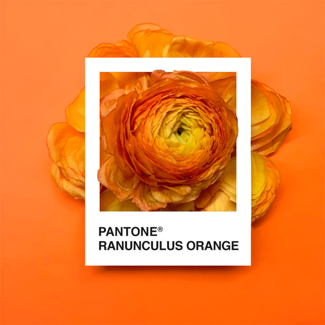 Pantone Flowers, una paleta de colores hecha con flores